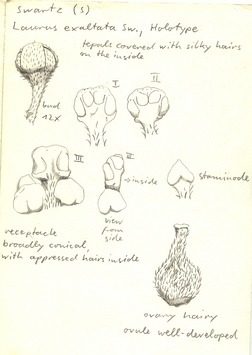 Vorschaubild Nectandra patens (Sw.) Griseb.